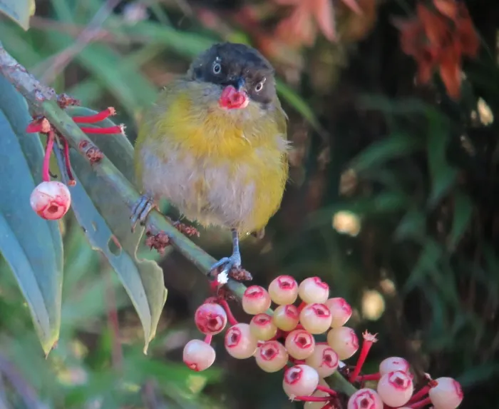 File:Chlorospingus flavopectus Montero ojiblanco Common Bush-Tanager (14797054287).jpg