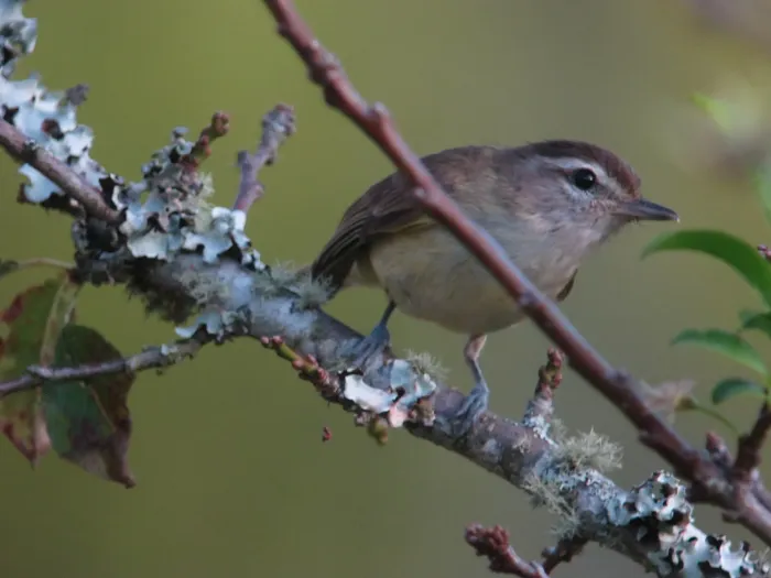 File:Vireo leucophrys Verderón montañero Brown-capped Vireo (14393282858).jpg