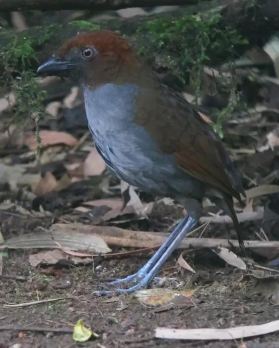 File:Grallaria nuchalis Tororoi chusquero Chestnut-naped Antpitta (14342494386).jpg