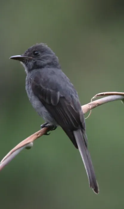 File:Contopus fumigatus Pibí oscuro Smoke-colored Pewee (13976981086).jpg