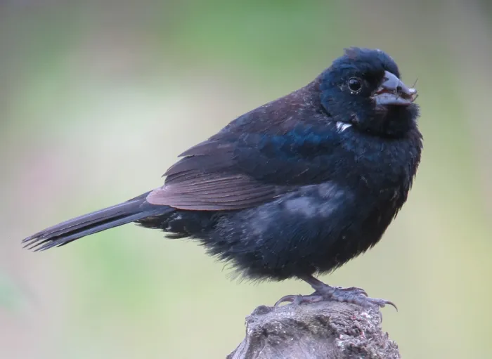 File:Volatinia jacarina Espiguero saltarín Blue-Black Grassquit (male) (11481649833).jpg