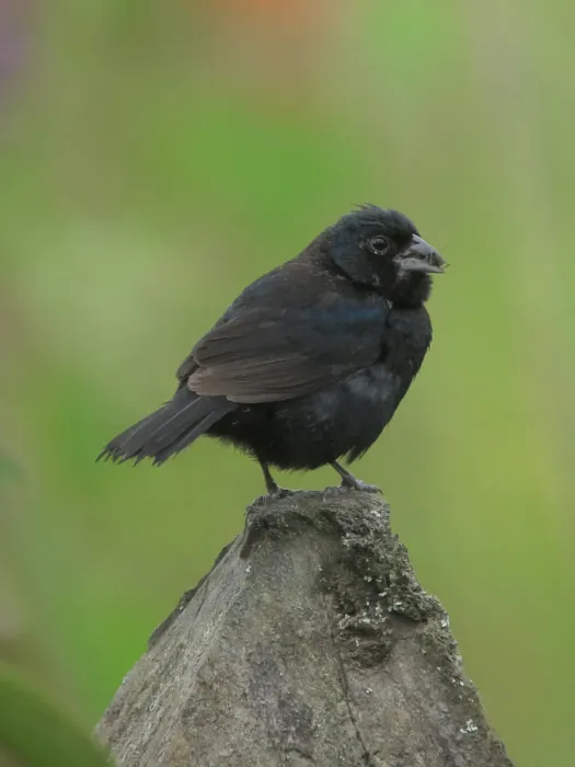 File:Volatinia jacarina Espiguero saltarín Blue-Black Grassquit (male) (11481533564).jpg