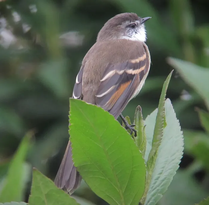 File:Mecocerculus leucophrys Tiranuelo gorgiblanco White-Throated Tyrannulet (8729317427).jpg