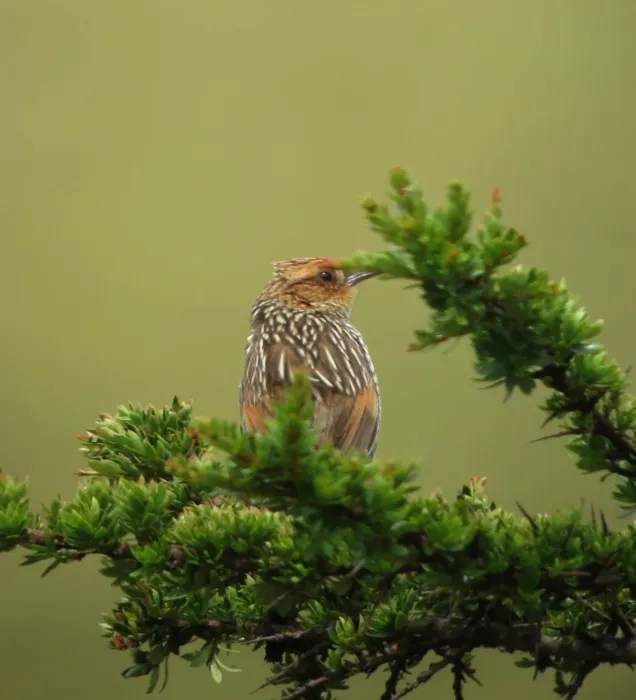 File:Asthenes flammulata Canastero flamulado Many-striped Canastero (8724758786).jpg