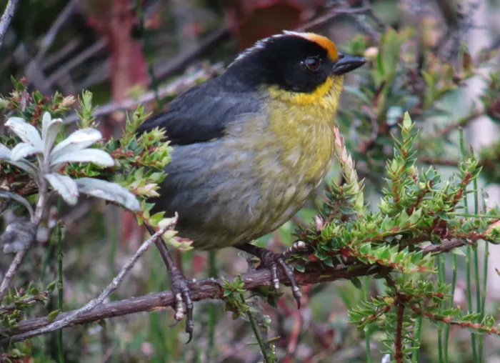 File:Atlapetes pallidinucha Gorrión-montés cabeciblanco Pale-naped Brush-Finch (8723248713).jpg