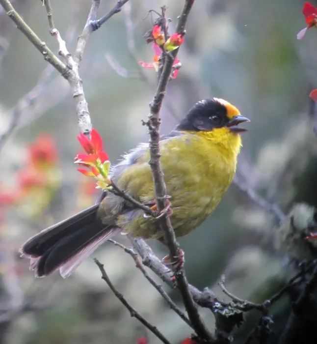 File:Atlapetes pallidinucha Gorrión-montés cabeciblanco Pale-naped Brush-Finch (8724297490).jpg