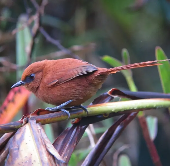 File:Synallaxis unirufa Chamicero de antifaz Rufous Spinetail (8442244746).jpg