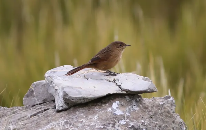 File:Asthenes wyatti - Streak-backed Canastero; Junin Lake, Junin, Peru.jpg