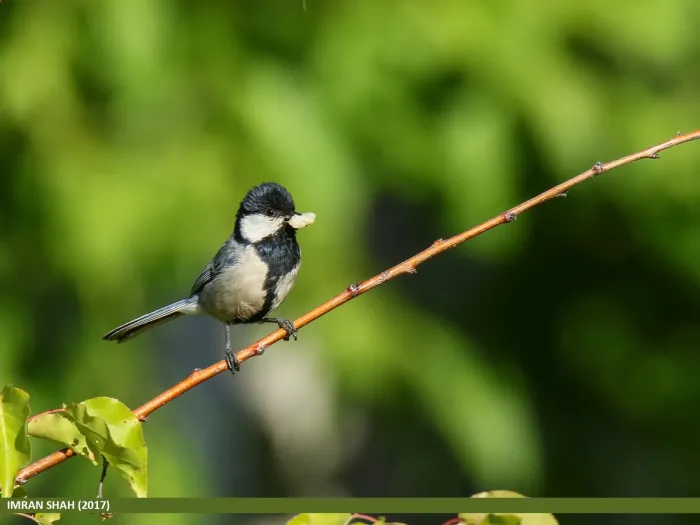 File:Cinereous Tit (Parus cinereus) (35633938562).jpg