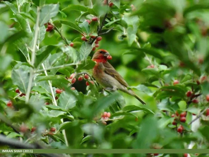 File:Common Rosefinch (Carpodacus erythrinus) (15887651662).jpg