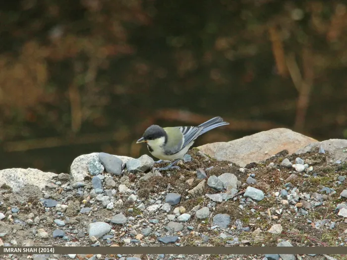 File:Cinereous Tit (Parus cinereus) (15708493710).jpg