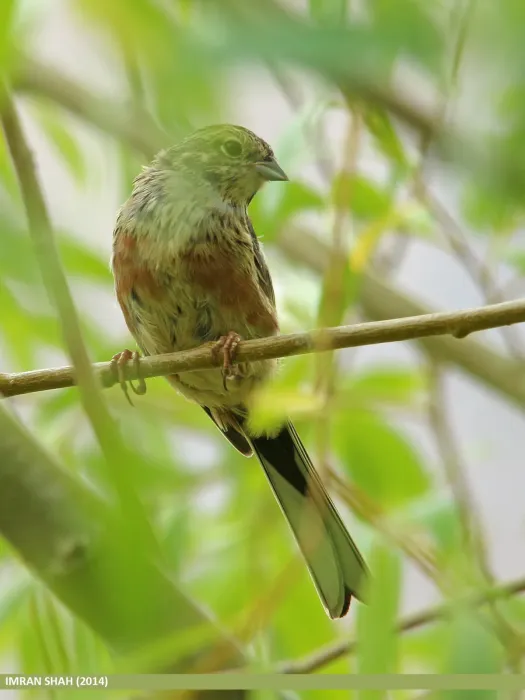 File:Chestnut-eared Bunting (Emberiza fucata) (15710138627).jpg
