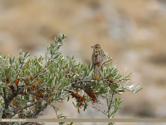 File:Chestnut Bunting (Emberiza rutila) (31634726787).jpg