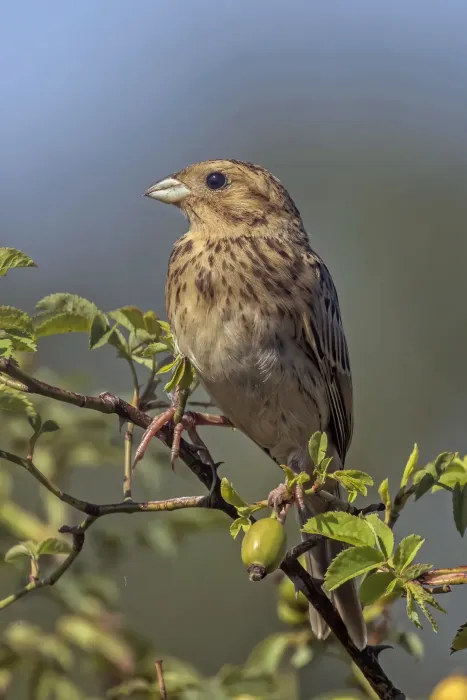 File:Corn bunting (Emberiza calandra calandra) Hungary.jpg