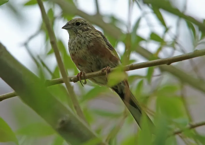 File:Chestnut-eared Bunting (Emberiza fucata) (15274121984).jpg