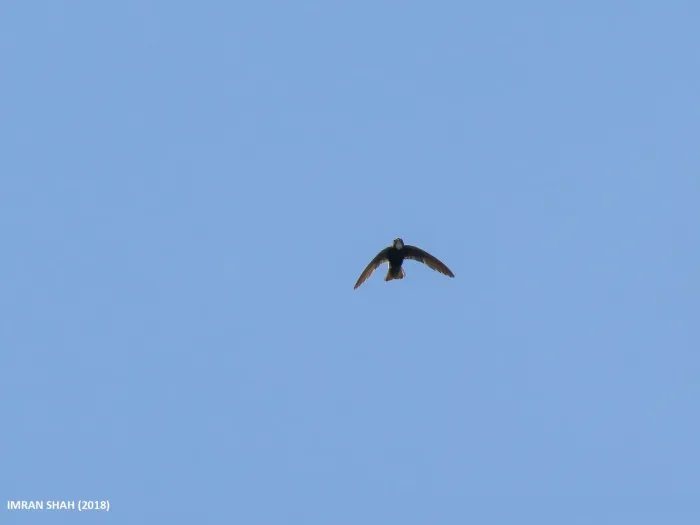 File:Little Swift (Apus affinis) (32719569228).jpg
