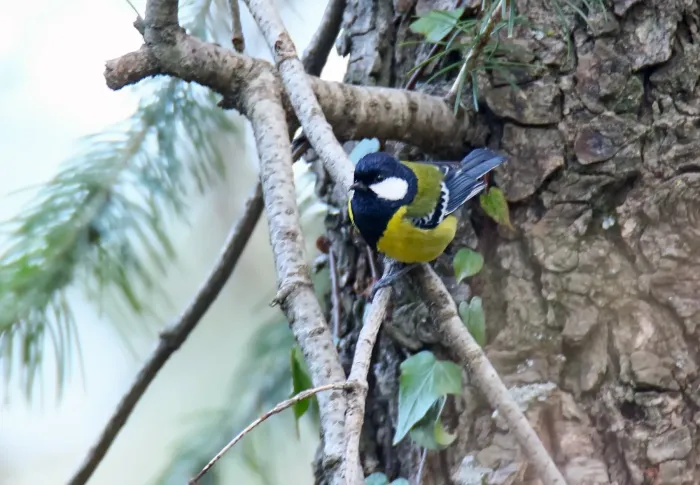 File:Green-backed Tit (Parus monticolus) (44761211420).jpg