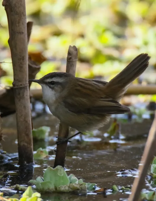 File:Moustached Warbler (Acrocephalus melanopogon) (33311278663).jpg