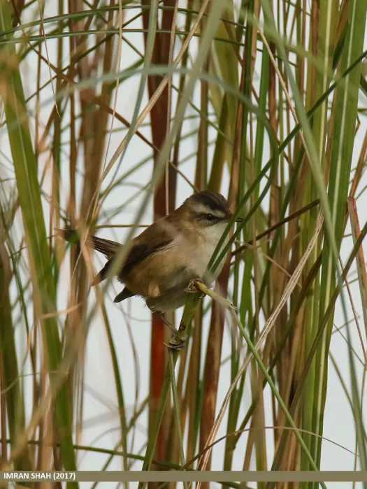 File:Moustached Warbler (Acrocephalus melanopogon) (34059756006).jpg
