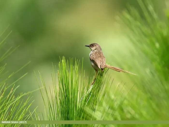 File:Grey-breasted Prinia (Prinia hodgsonii) (37199113775).jpg