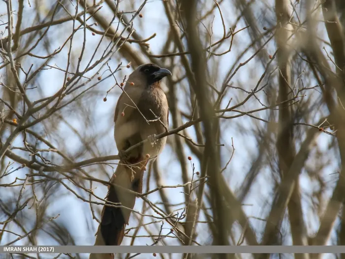 File:Grey Treepie (Dendrocitta formosae) (37097044165).jpg