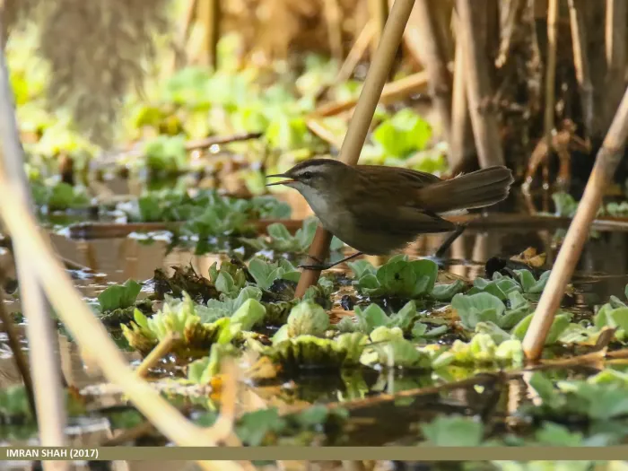 File:Moustached Warbler (Acrocephalus melanopogon) (34651261150).jpg