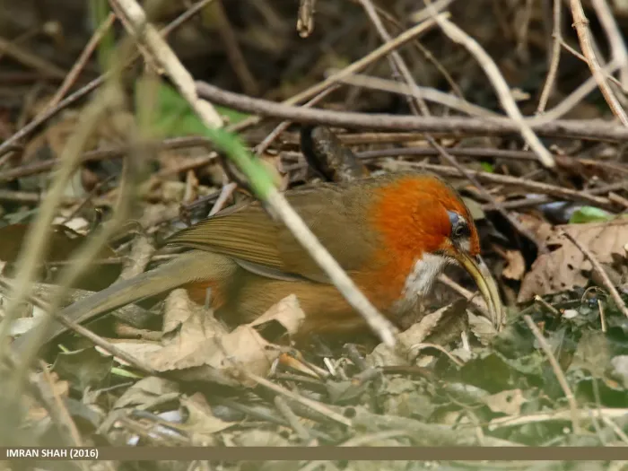 File:Rusty-cheeked Scimitar Babbler (Pomatorhinus erythrogenys) (25092836904).jpg
