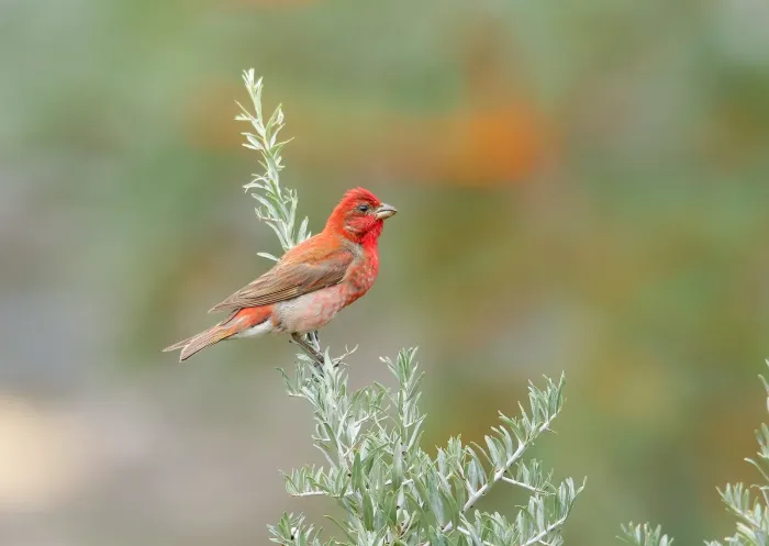 File:Common Rosefinch (Carpodacus erythrinus) (48706812718).jpg