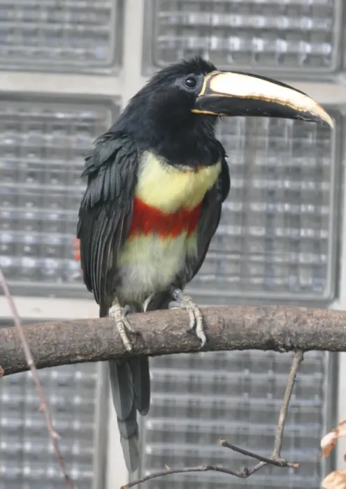 File:Pteroglossus aracari qtl1.jpg