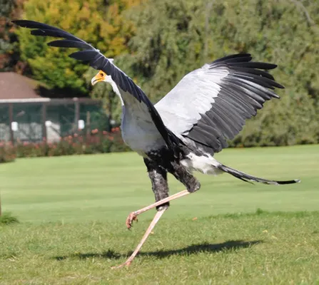 File:Sagittarius serpentarius qtl1.jpg