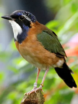 File:Atelornis pittoides -Zurich Zoologischer Garten-8a 2.jpg