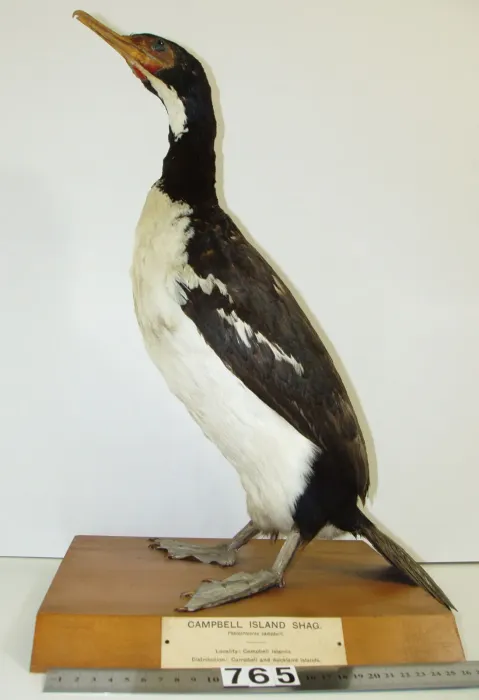 File:Leucocarbo campbelli (AM LB765-4).jpg