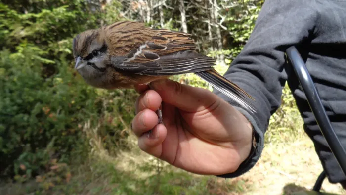 File:Strnadica kamenjarka (Emberiza cia) Rock bunting.jpg