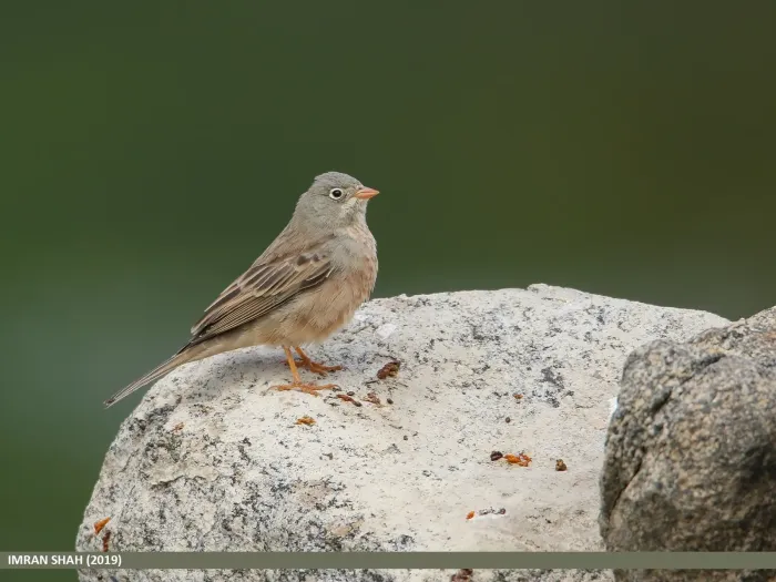 File:Grey-necked Bunting (Emberiza buchanani).jpg
