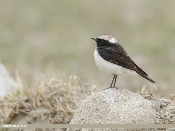 File:Pied Wheatear (Oenanthe pleschanka).jpg