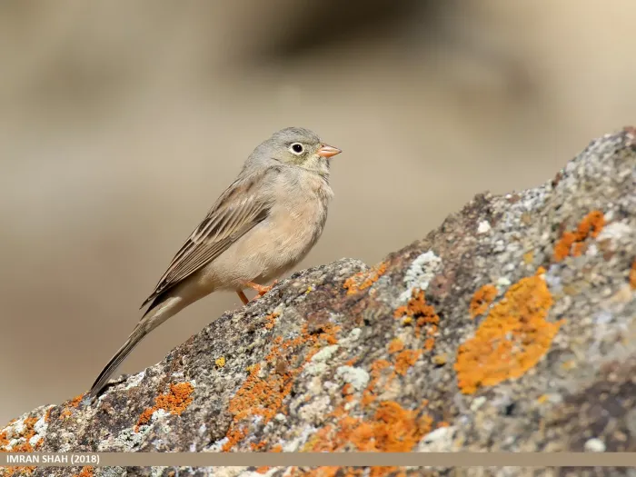 File:Grey-necked Bunting (Emberiza buchanani) - 48728677326.jpg
