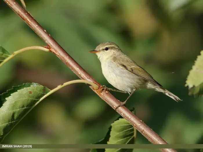 File:Greenish Warbler (Phylloscopus trochiloides) - 48728300083.jpg