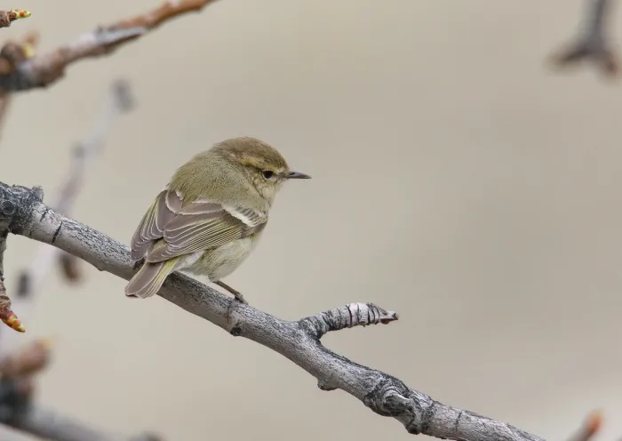 File:Hume's Warbler (Phylloscopus humei) - 48728788681.jpg