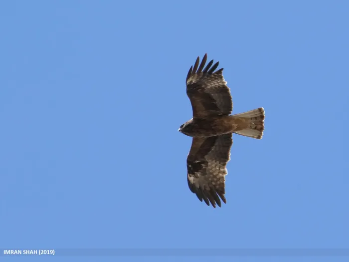 File:Booted Eagle (Hieraaetus pennatus) - 48728991277.jpg