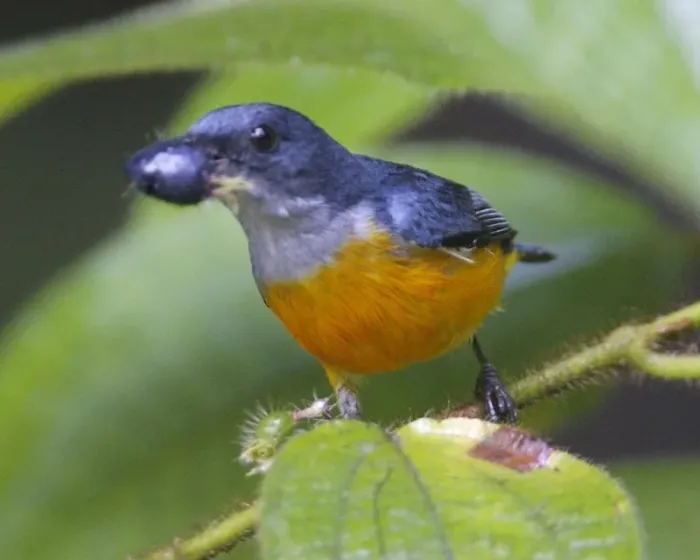 File:Dicaeum trigonostigma 2.jpg