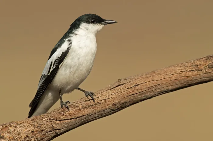 File:Lalage tricolor male 1 - Glen Davis.jpg