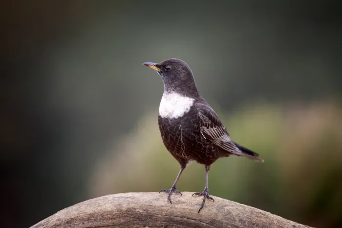 File:Turdus torquatus, Spain 2.jpg