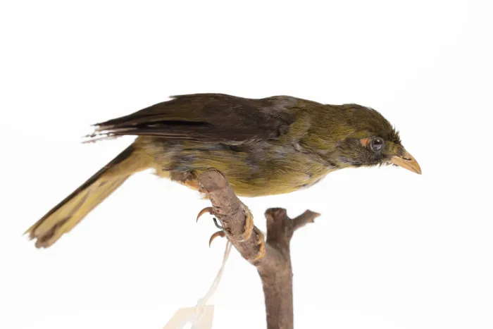 File:Manorina melanophrys (AM LB8266-4).jpg