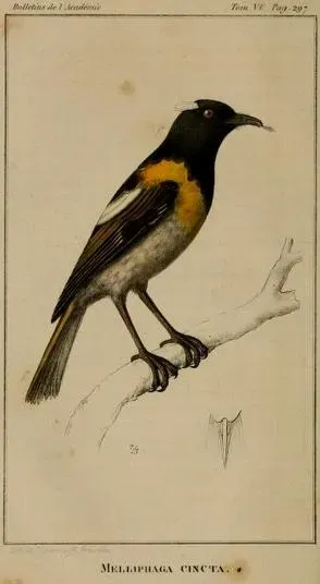 File:Notiomystis cincta cincta Burggraaff.jpg