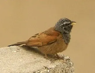 File:Emberiza sahari 3.jpg