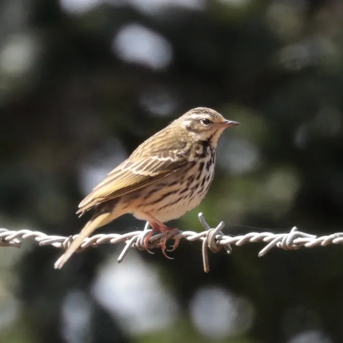 File:Olive-backed pipit (Anthus hodgsoni hodgsoni) Phulchowki.jpg