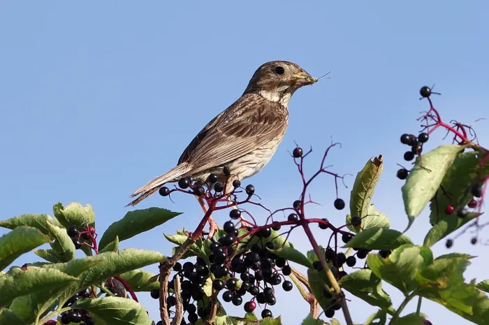 File:Corn bunting (Emberiza calandra).jpg