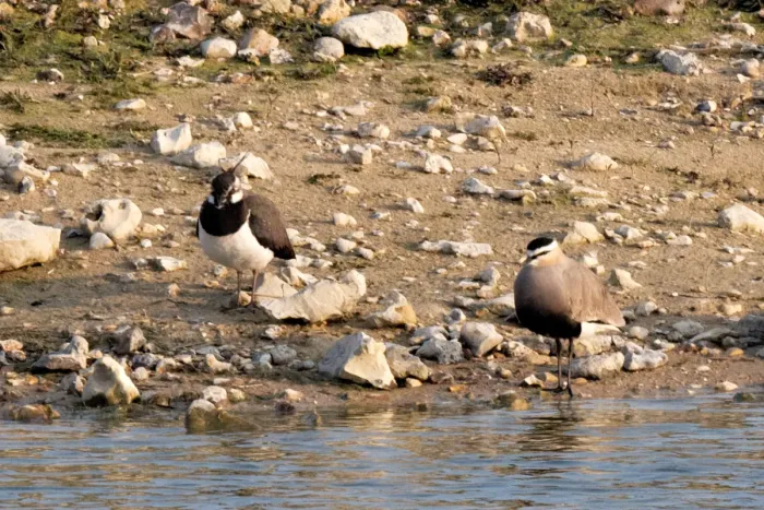 File:Vanellus gregarius 20190414 t1830.jpg