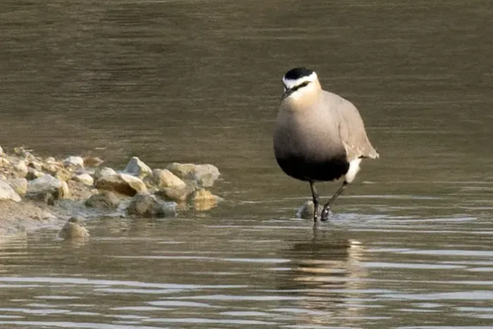 File:Vanellus gregarius 20190414 t1812.jpg