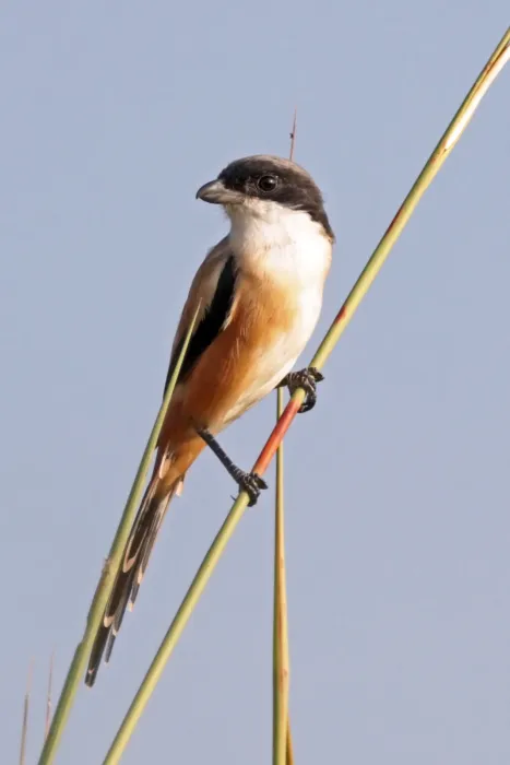 File:Long-tailed shrike (Lanius schach) intergrade between erythronotus and tricolor Bardia.jpg